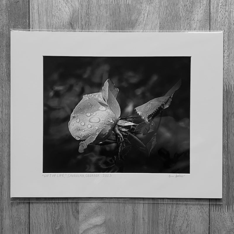 Giclee Print - Gift Of Life