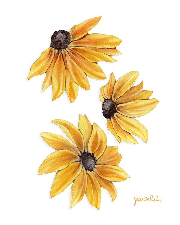 Wallflowers - Black Eyed Susans