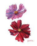 Wallflowers - Cosmos