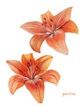 Wallflowers - Tiger Lilies