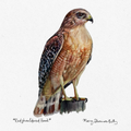Print - Red-shouldered Hawk - 8"x10"