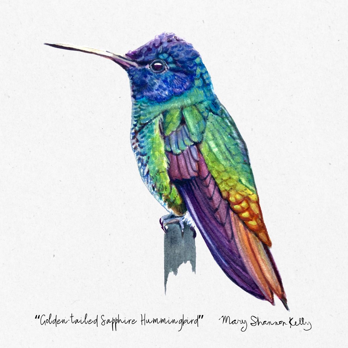 Print - Golden-tailed Sapphire Hummingbird - 8"x10"