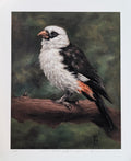 Art Print - White Headed Buffalo Weaver