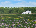 Print - Wildflowers at the farm