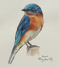 Framed Print - Bluebird