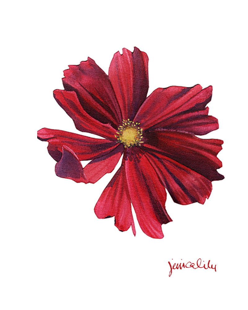 Red Cosmos in Watercolor