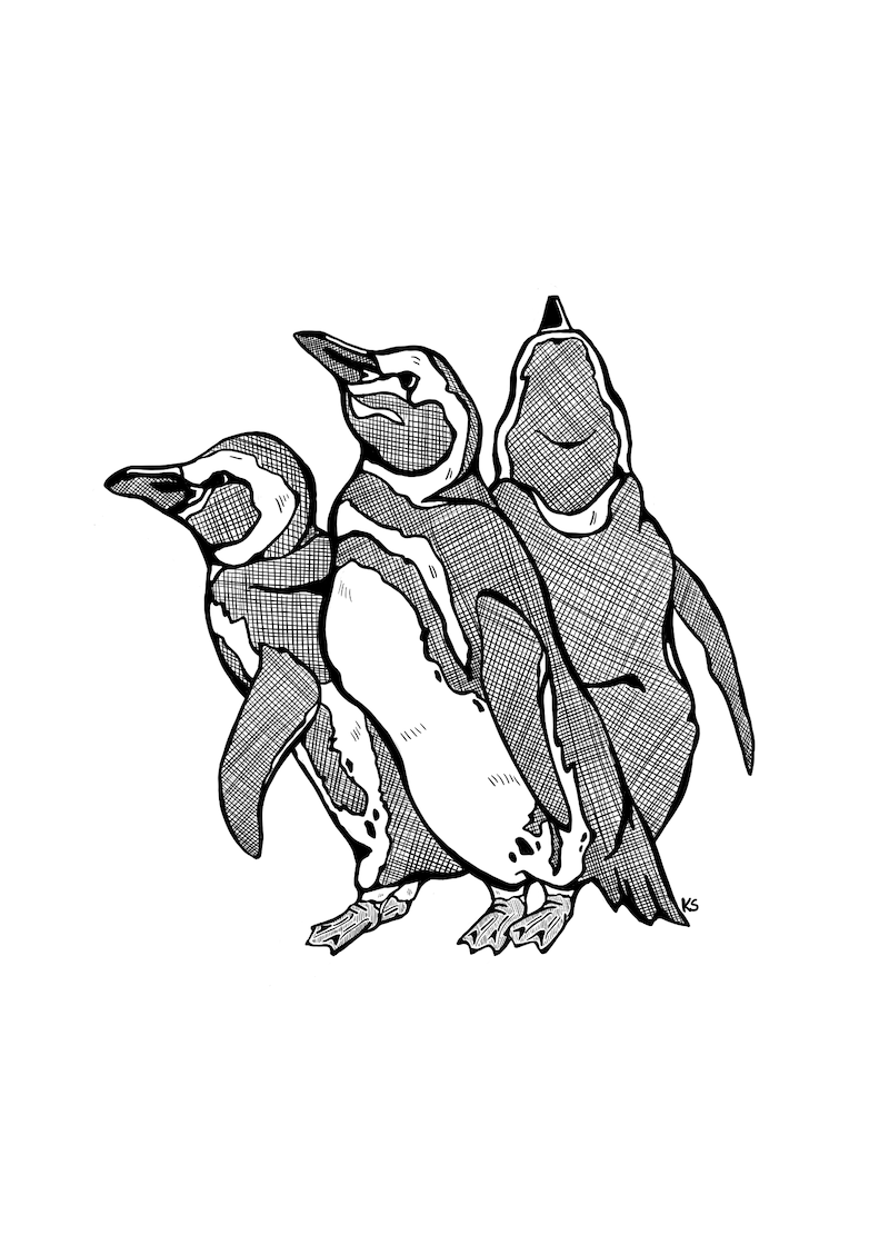 5x7 Print - Penguins