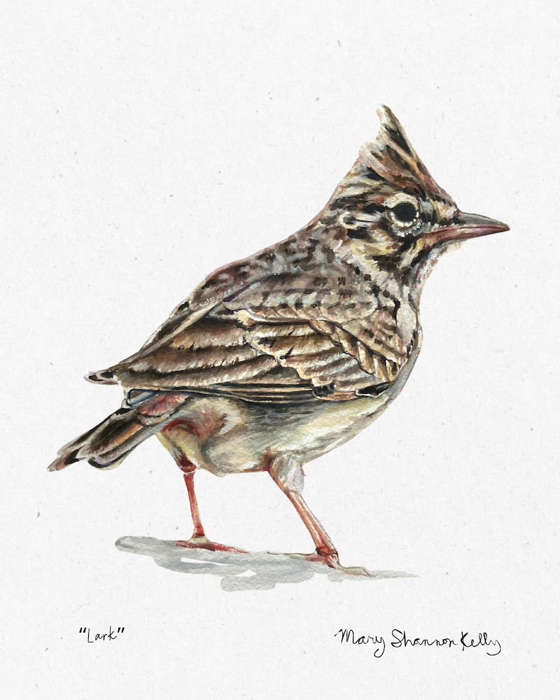 Print - Lark