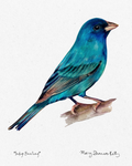Print - Indigo Bunting