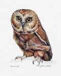 Print - Saw-whet Owl