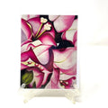 Winter Note Card Collection