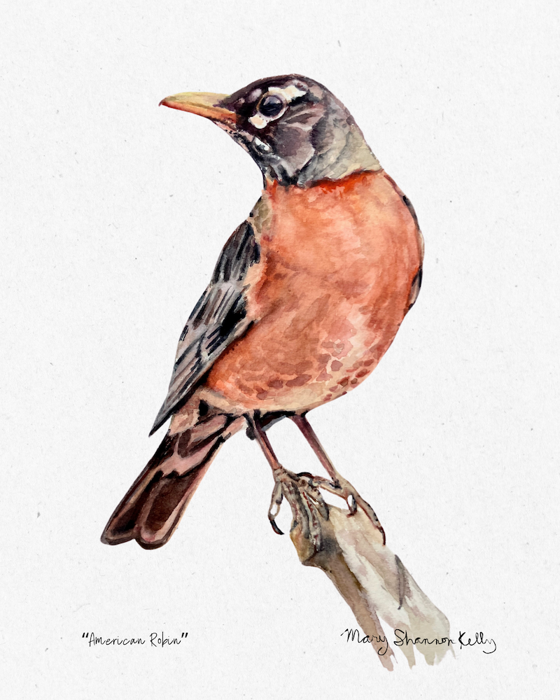 Print - American Robin