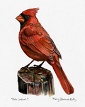 Notecard - Birds