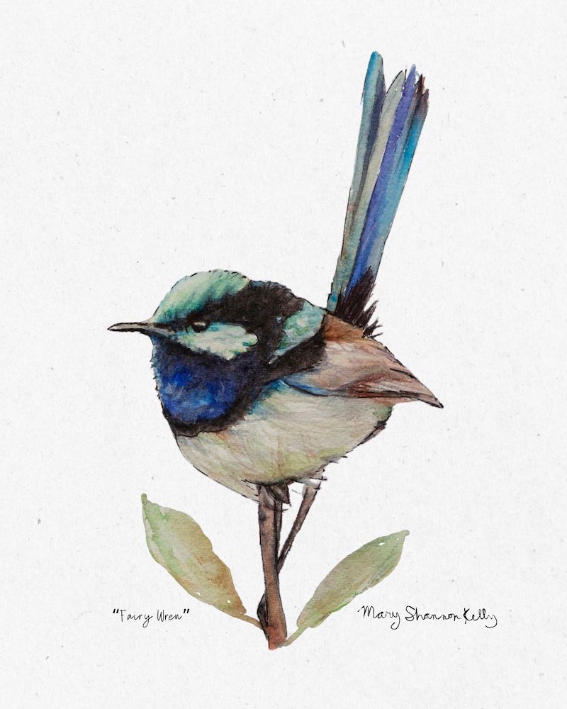Print - Fairy Wren