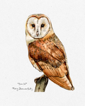 Print - Barn Owl