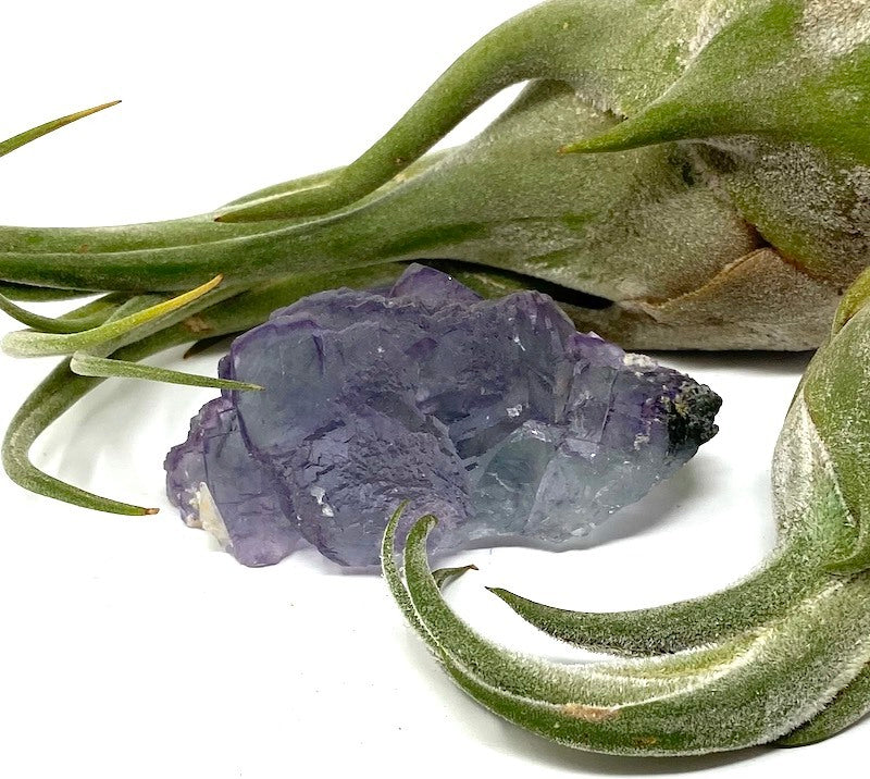 Fluorite - Purple Clear Cubic