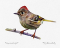 Print - Ruby-Crowned Kinglet