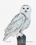 Print - Snowy Owl