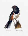 Print - Spotted Towhee