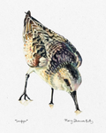 Print - Sandpiper