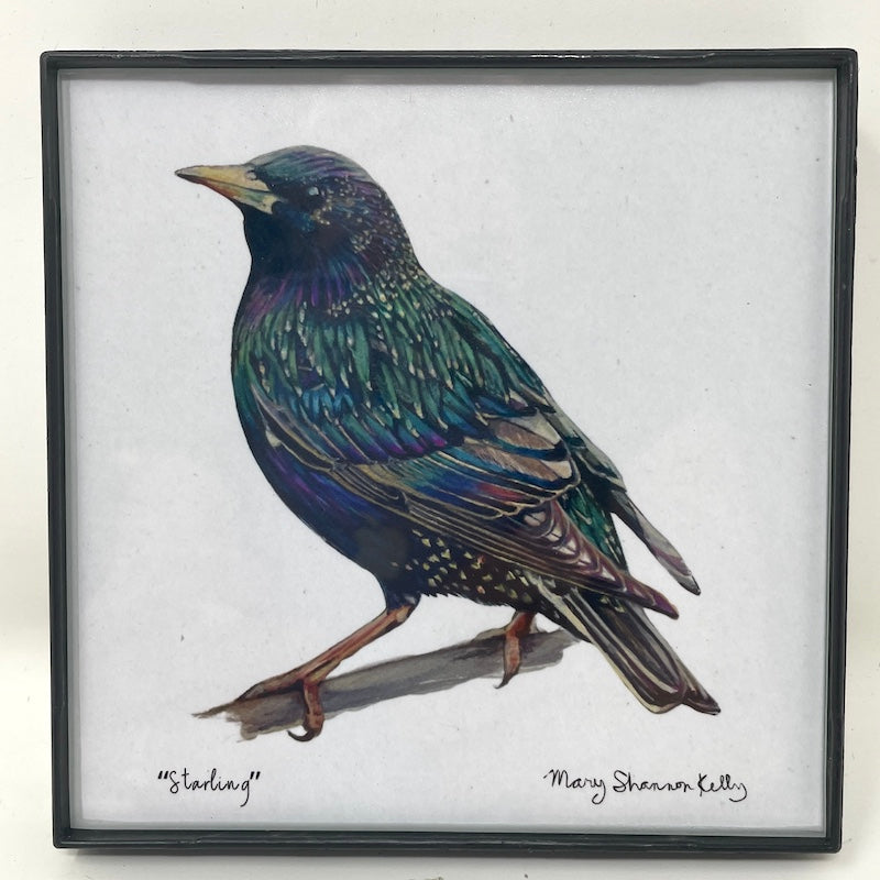 Framed Birds - 4x4