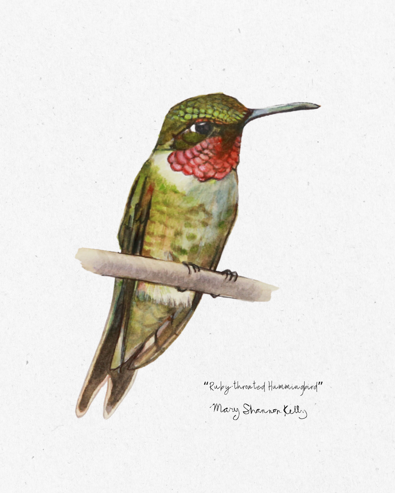 Print - Ruby-Throated Hummingbird