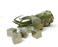 Pyrite - Cubic