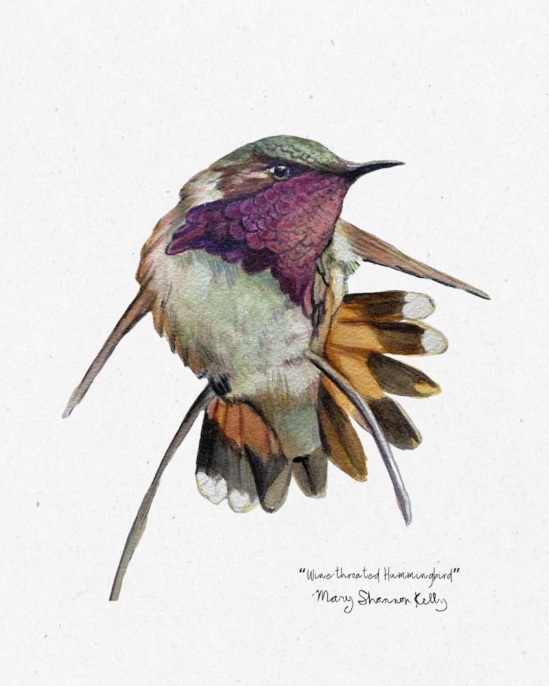 Print - Wine-throated Hummingbird