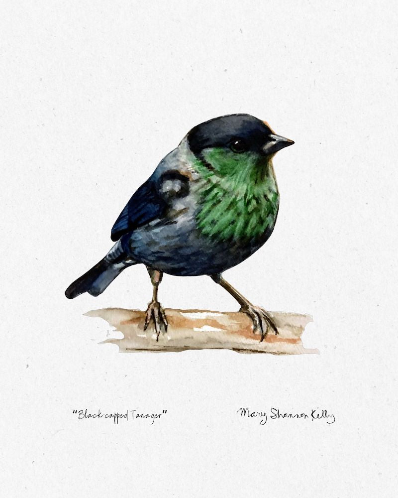 Print - Black-capped Tanager