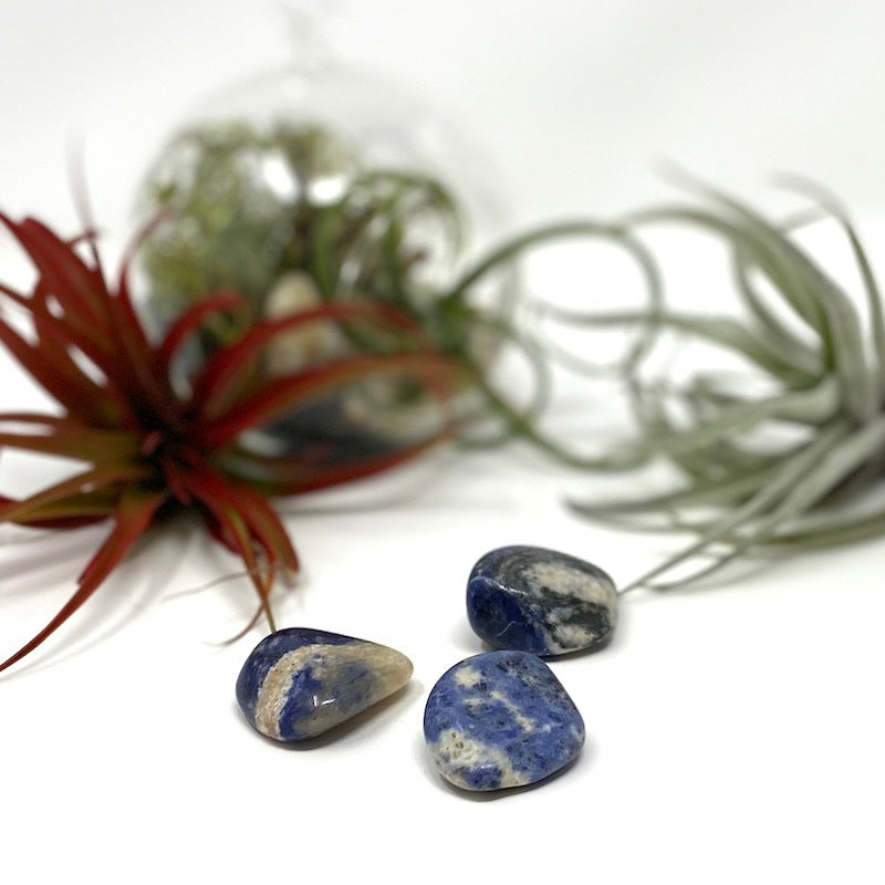 Sodalite - Tumbled Stone