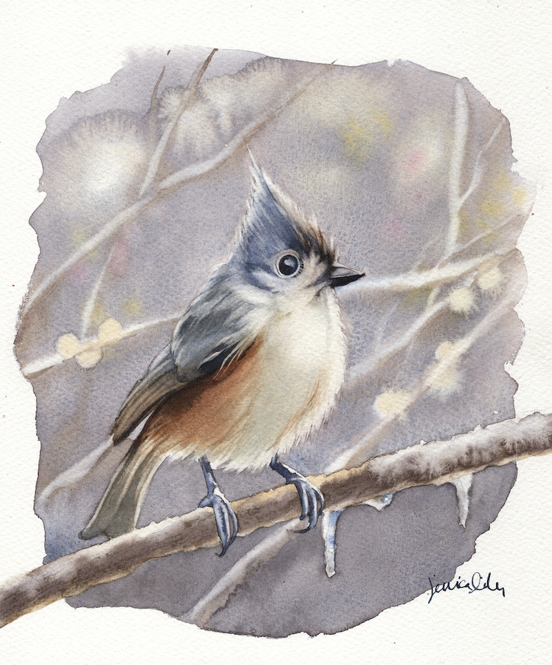 Tufted Titmouse in Watercolor - March 13