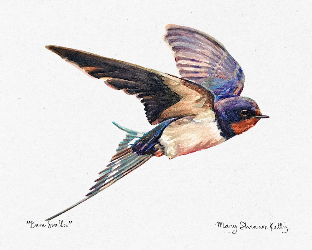 Print - Barn Swallow