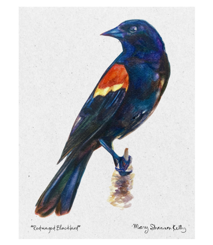 Framed Original | Red-Winged Blackbird