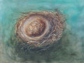 Art Print - Nest