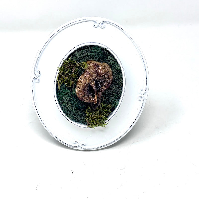Small Mushroom in White Frame